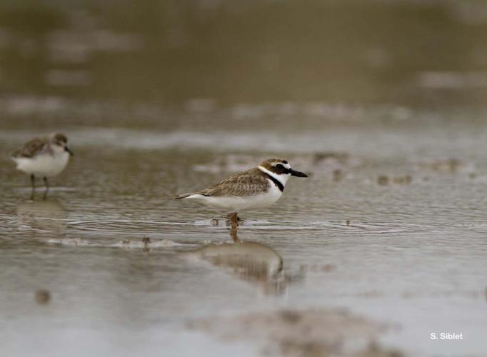 <i>Charadrius wilsonia</i> Ord, 1814 © S. Siblet