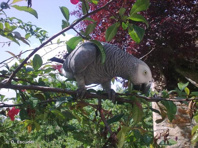 <i>Psittacus erithacus</i> Linnaeus, 1758 © O. Escuder