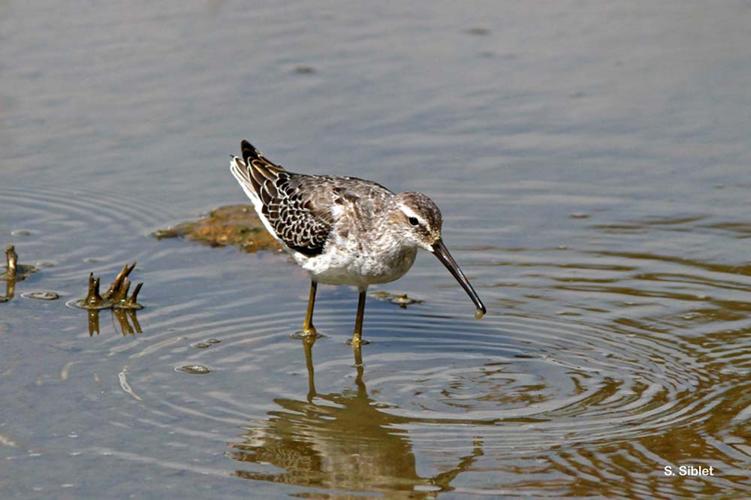 <i>Calidris himantopus</i> (Bonaparte, 1826) © S. Siblet