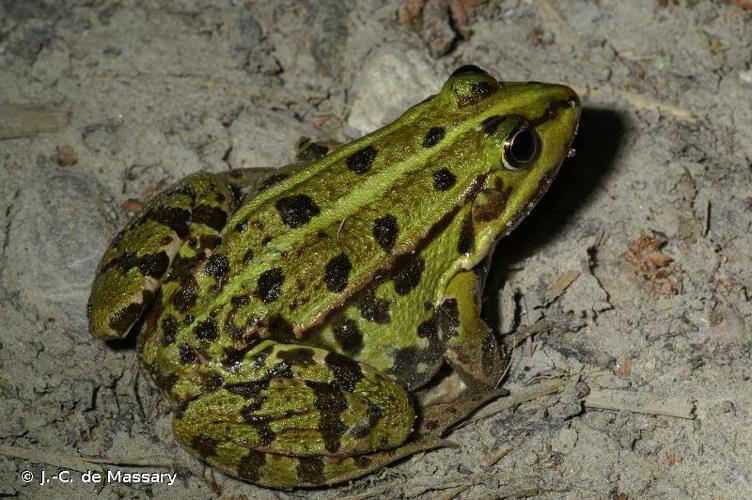 <i>Pelophylax lessonae</i> (Camerano, 1882) © J.-C. de Massary