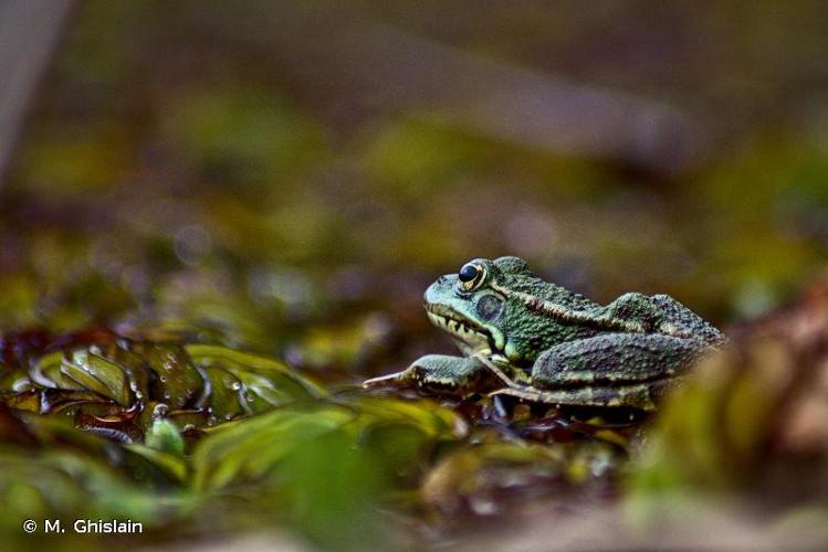 <i>Pelophylax perezi</i> (Seoane, 1885) © M. Ghislain