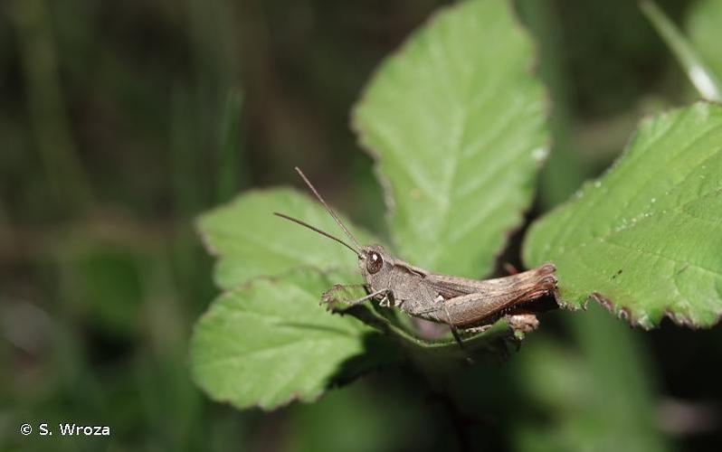 <i>Chorthippus vagans vagans</i> (Eversmann, 1848) © S. Wroza