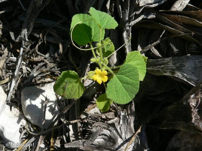 <i>Cucumis anguria</i> L., 1753 © V. Boullet