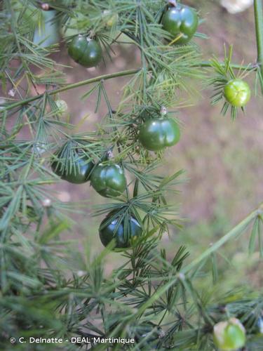 <i>Asparagus setaceus</i> (Kunth) Jessop, 1966 © C. Delnatte - DEAL Martinique