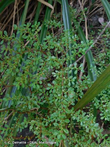 <i>Pilea microphylla</i> (L.) Liebm., 1851 © C. Delnatte - DEAL Martinique