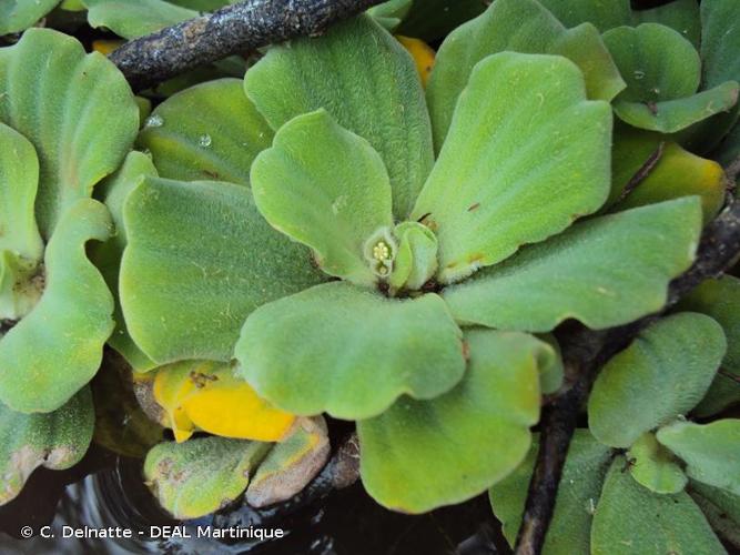 <i>Pistia stratiotes</i> L., 1753 © C. Delnatte - DEAL Martinique