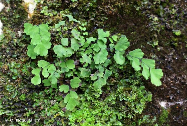 <i>Adiantum capillus-veneris</i> L., 1753 © O. Roquinarc'h