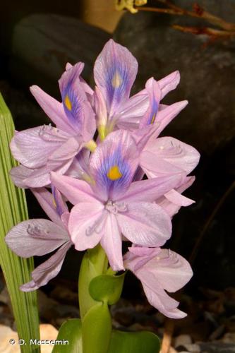 <i>Pontederia crassipes</i> Mart., 1823 © D. Massemin