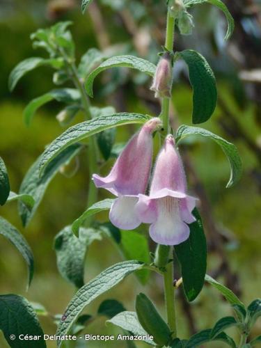 <i>Sesamum indicum</i> L., 1753 [nom. cons.] © César Delnatte - Biotope Amazonie