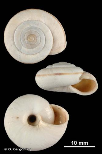 <i>Chilostoma frigidum liguricum</i> (Kobelt, 1876) © O. Gargominy