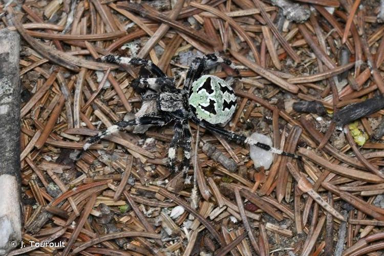 <i>Araneus circe</i> (Savigny & Audouin, 1826) © J. Touroult