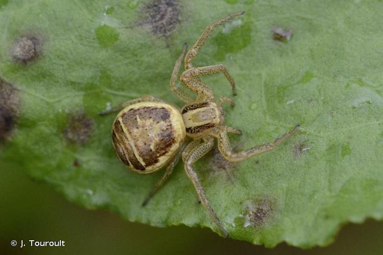 <i>Xysticus ulmi</i> (Hahn, 1831) © J. Touroult