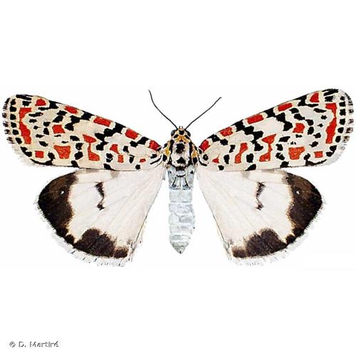 <i>Utetheisa pulchella pulchella</i> (Linnaeus, 1758) © D. Martiré