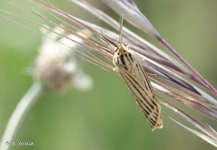 <i>Spiris striata</i> (Linnaeus, 1758) © S. Wroza