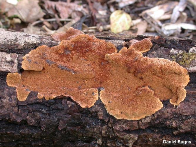 <i>Fuscoporia ferruginosa</i> (Schrad.) Murrill, 1907 © D. Sugny