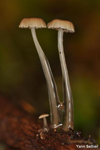 <i>Roridomyces roridus</i> (Fr.) Rexer, 1994 © Y. Sellier