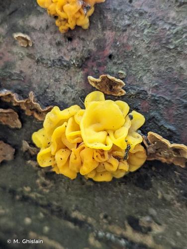 <i>Tremella aurantia</i> Schwein., 1822 © M. Ghislain