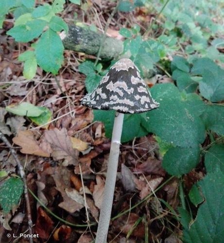 <i>Coprinopsis picacea</i> (Bull.) Redhead, Vilgalys & Moncalvo, 2001 © L. Poncet