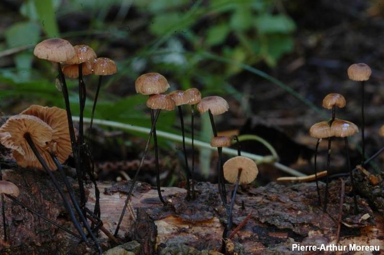 <i>Gymnopus androsaceus</i> (L.) J.L.Mata & R.H.Petersen, 2004 © PA. Moreau