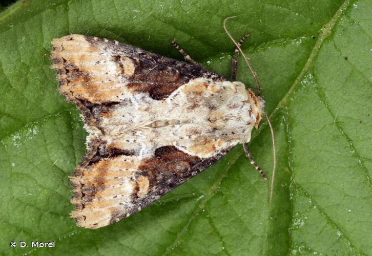 <i>Lateroligia ophiogramma</i> (Esper, 1794) © D. Morel