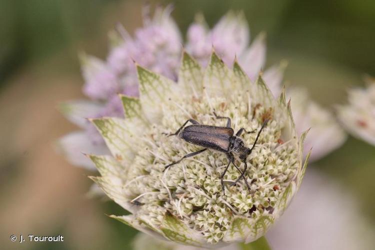 <i>Gnathacmaeops pratensis</i> (Laicharting, 1784) © J. Touroult