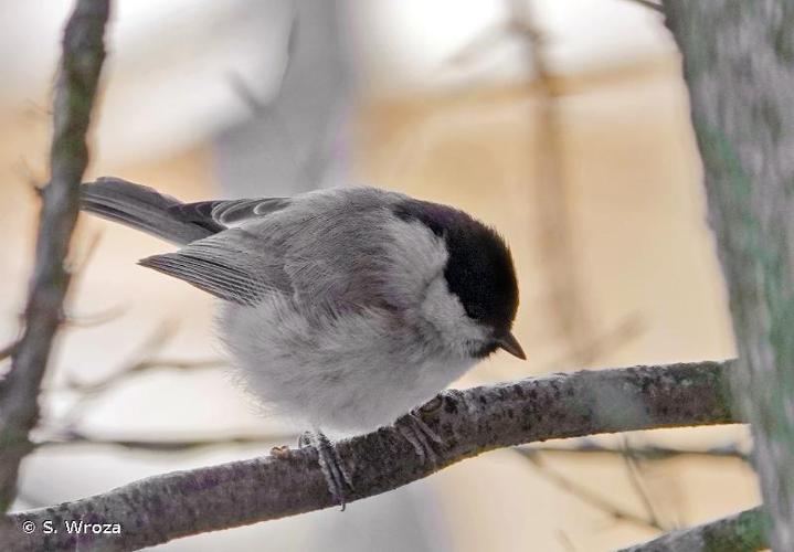 <i>Poecile palustris</i> (Linnaeus, 1758) © S. Wroza