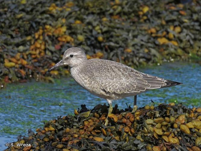 <i>Calidris canutus canutus</i> (Linnaeus, 1758) © S. Wroza