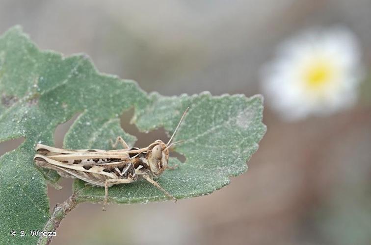 <i>Dociostaurus jagoi occidentalis</i> Soltani, 1978 © S. Wroza