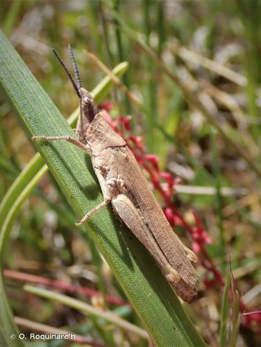 <i>Pyrgomorpha conica conica</i> (Olivier, 1791) © O. Roquinarc'h