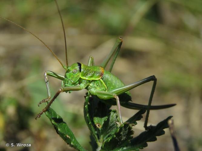 <i>Ephippiger diurnus diurnus</i> Dufour, 1841 © S. Wroza