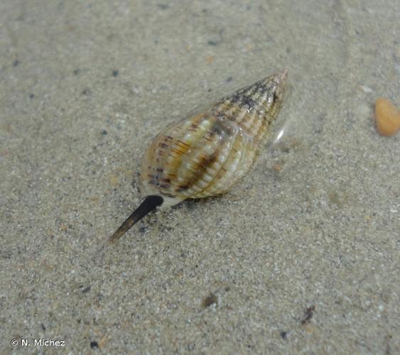 <i>Tritia reticulata</i> (Linnaeus, 1758) © N. Michez