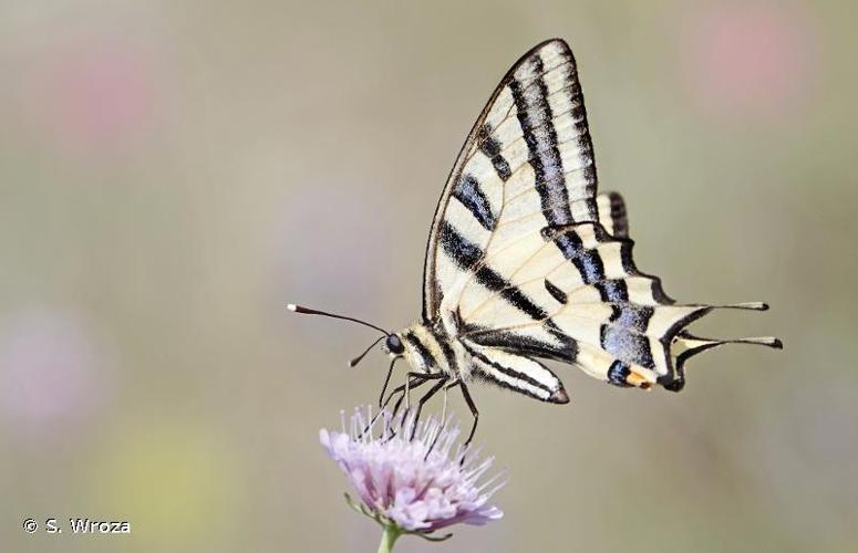 <i>Papilio alexanor alexanor</i> Esper, 1800 © S. Wroza