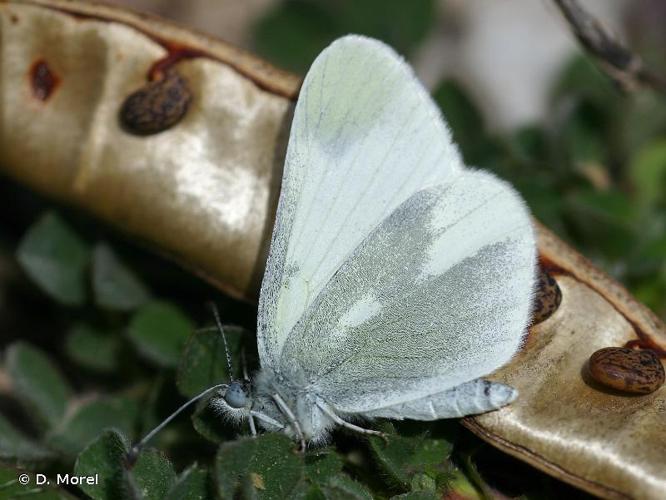 <i>Leptidea duponcheli duponcheli</i> (Staudinger, 1871) © D. Morel