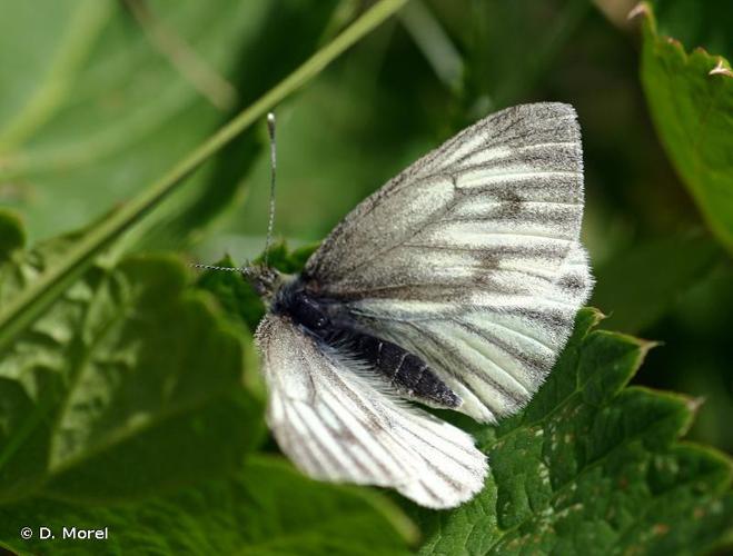 <i>Pieris bryoniae</i> (Hübner, 1800) © D. Morel