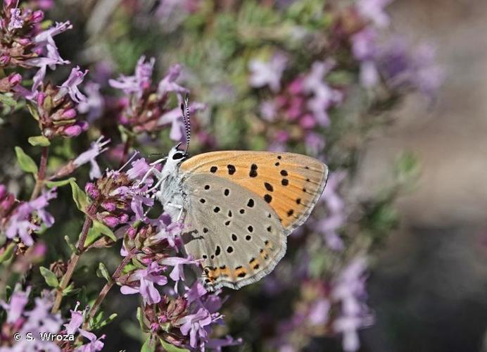 <i>Lycaena alciphron gordius</i> (Sulzer, 1776) © S. Wroza