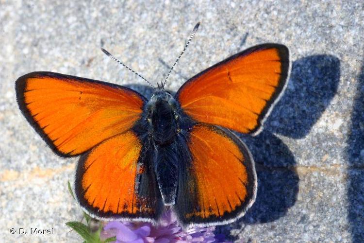 <i>Lycaena hippothoe eurydame</i> (Hoffmannsegg, 1806) © D. Morel