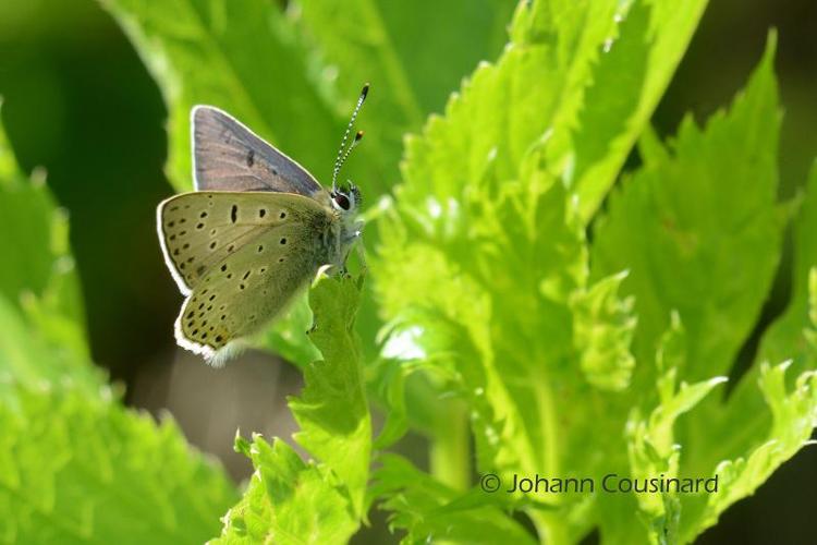 <i>Lycaena tityrus subalpina</i> (Ad. Speyer, 1851) © Johann Cousinard