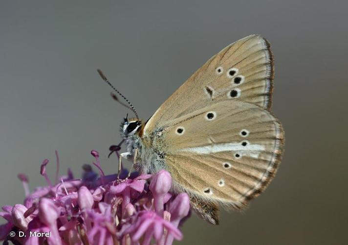 <i>Polyommatus ripartii rippertii</i> (Boisduval, 1832) © D. Morel