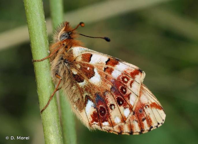 <i>Boloria graeca tendensis</i> (Higgins, 1930) © D. Morel