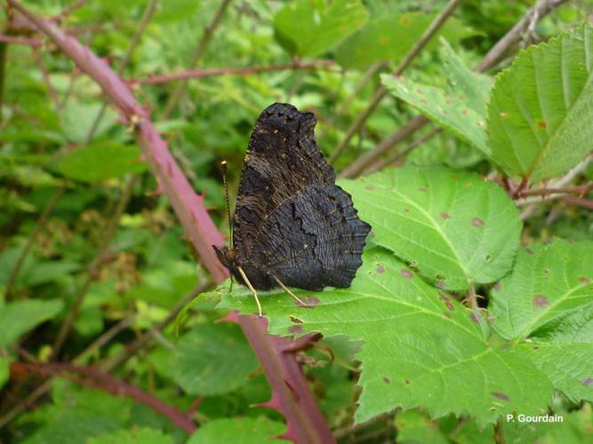 <i>Aglais io</i> (Linnaeus, 1758) © P. Gourdain