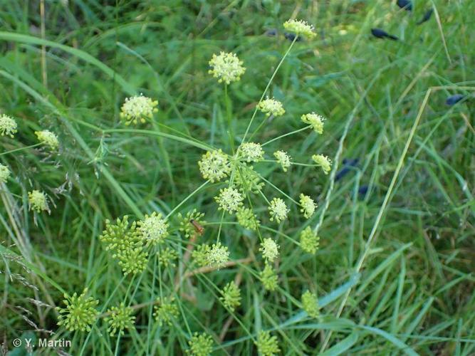 <i>Gasparrinia peucedanoides</i> (M.Bieb.) Thell., 1926 © 