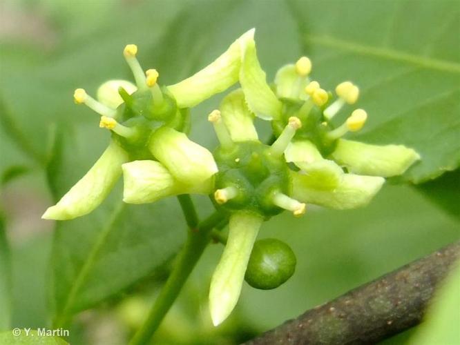 <i>Euonymus europaeus</i> L., 1753 © 