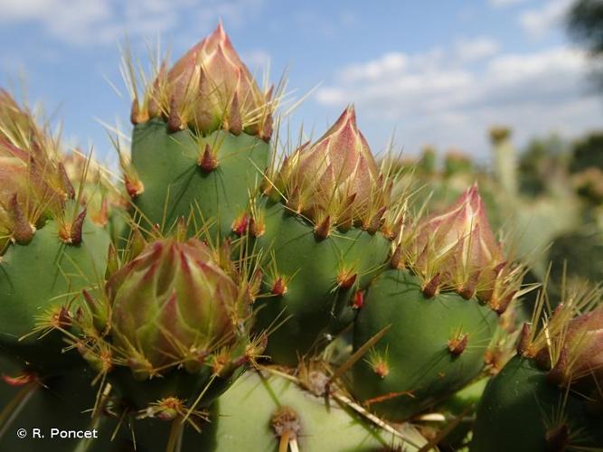 <i>Opuntia engelmannii</i> Salm-Dyck ex Engelm., 1850 © R. Poncet