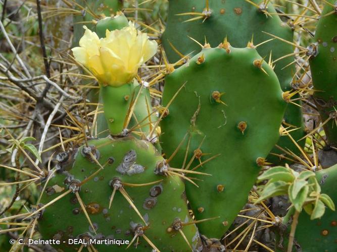 <i>Opuntia dillenii</i> (Ker Gawl.) Haw., 1819 © C. Delnatte - DEAL Martinique