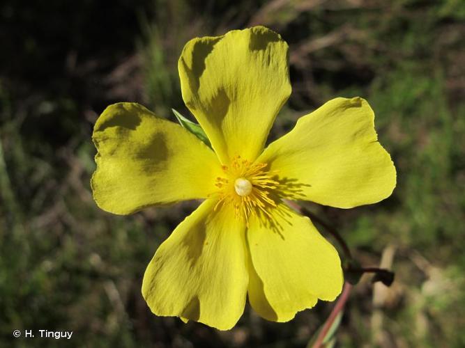 <i>Diatelia tuberaria</i> (L.) Demoly, 2011 © H. Tinguy