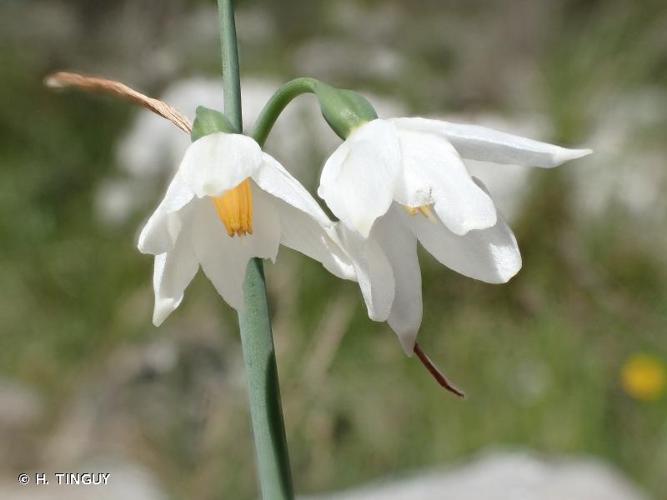 <i>Acis nicaeensis</i> (Ardoino) Lledó, A.P.Davis & M.B.Crespo, 2004 © H. TINGUY