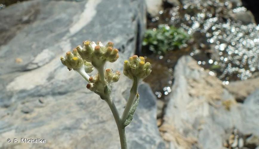 <i>Laphangium luteoalbum</i> (L.) Tzvelev, 1994 © F. Michalke