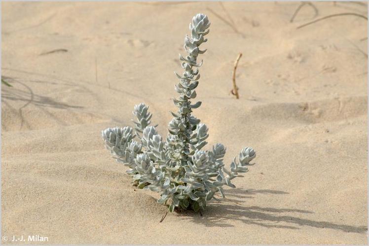 <i>Achillea maritima</i> (L.) Ehrend. & Y.P.Guo, 2005 © 