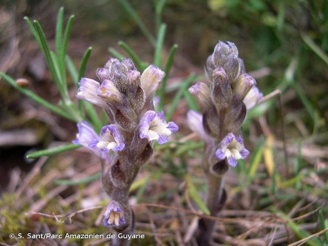 <i>Phelipanche rosmarina</i> (Beck) Banfi, Galasso & Soldano, 2005 © S. Sant/Parc Amazonien de Guyane