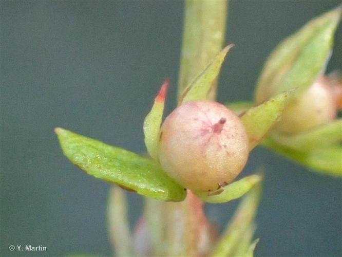 <i>Lysimachia minima</i> (L.) U.Manns & Anderb., 2009 © 